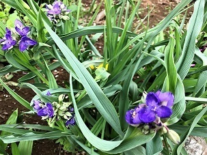 IMG_0631.jpg