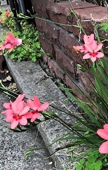 IMG_2784.jpg