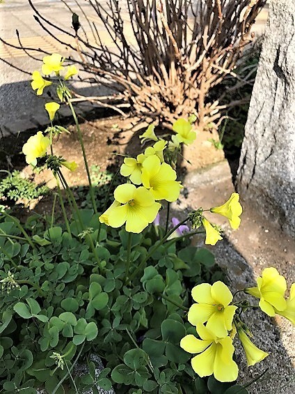 IMG_4489オオキバナカタバミ.jpg